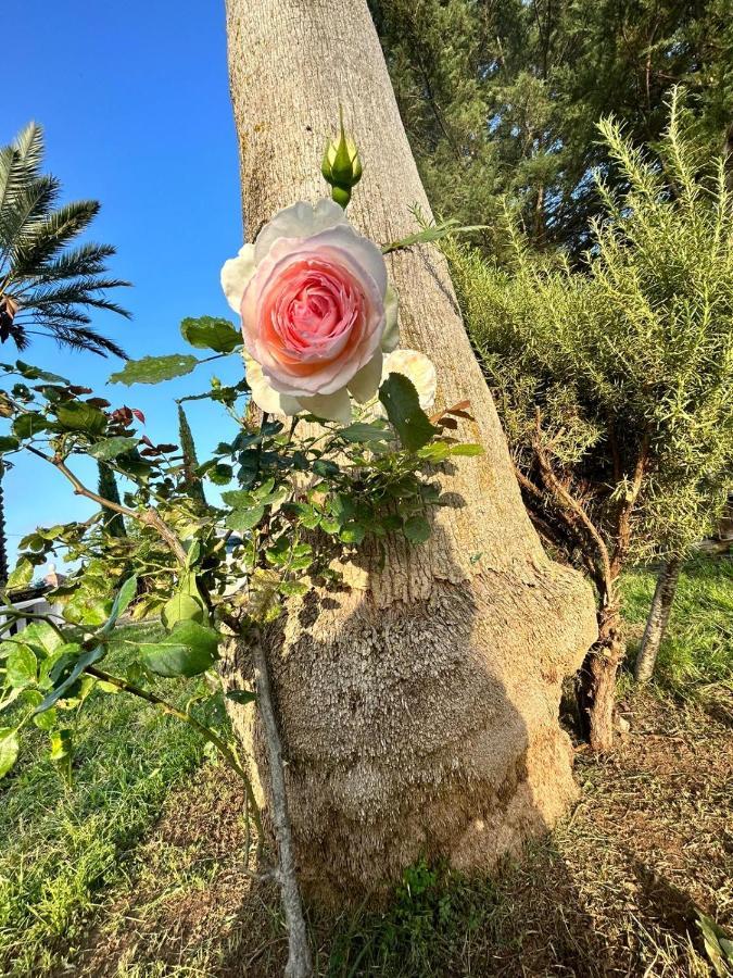 La Finestra Sul Limone Bed & Breakfast Castelvetrano Exterior foto