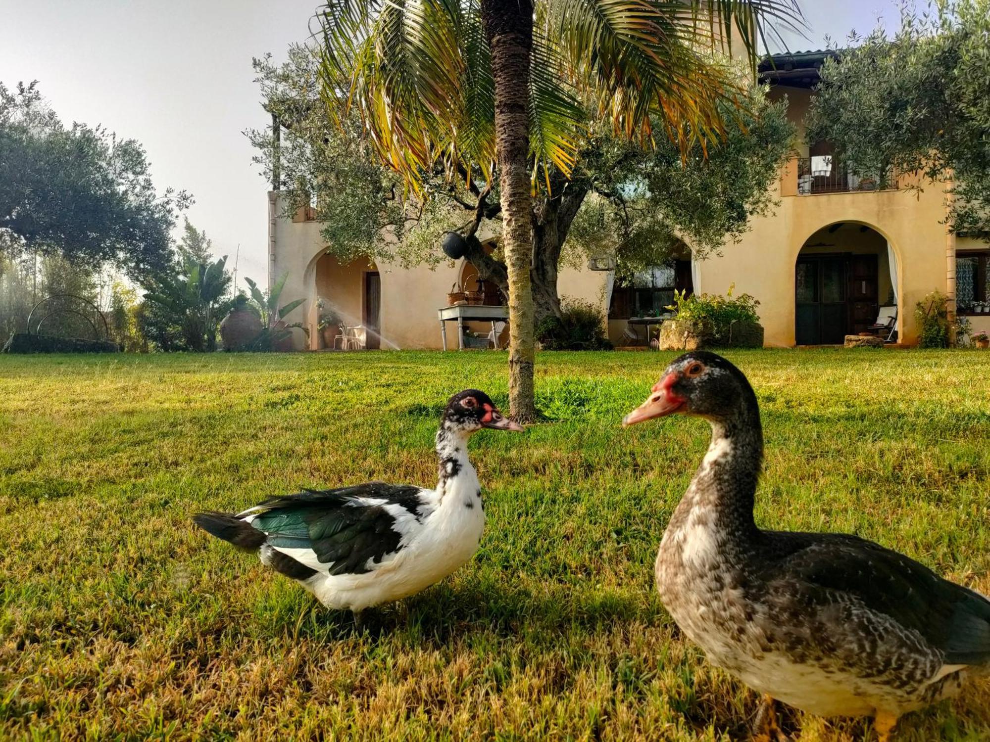 La Finestra Sul Limone Bed & Breakfast Castelvetrano Exterior foto